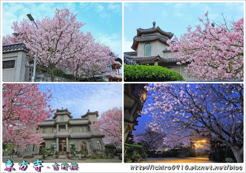 [賞花]【淡水線劍潭站】陽明山東方寺。吉野櫻粉嫩綻放~夜櫻幽靜美感