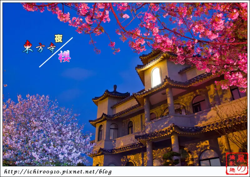[賞花]【淡水線劍潭站】陽明山東方寺。賞夜櫻