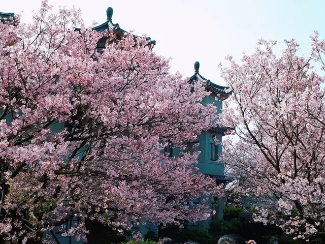 【東方寺櫻花】陽明山最後一場櫻花雪/吉野櫻爆滿開/2018年東方寺櫻花盛開最美的一年(2018/3/25最新花況)