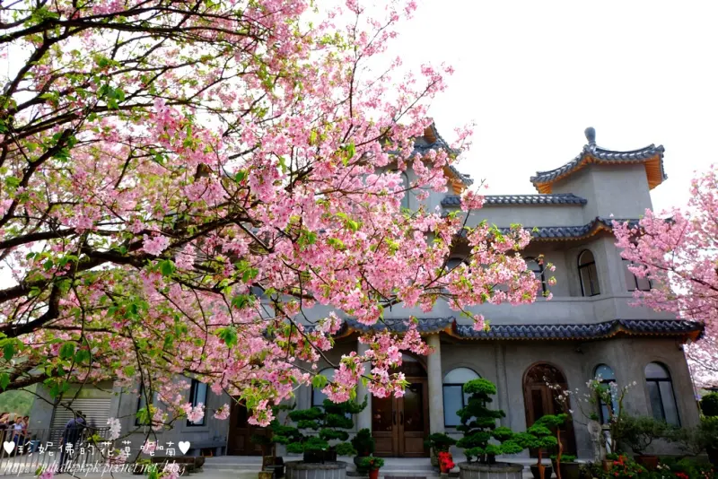 【台北-士林區】東方寺賞櫻，往前走還有民宅院子免費開放入內賞紫藤花