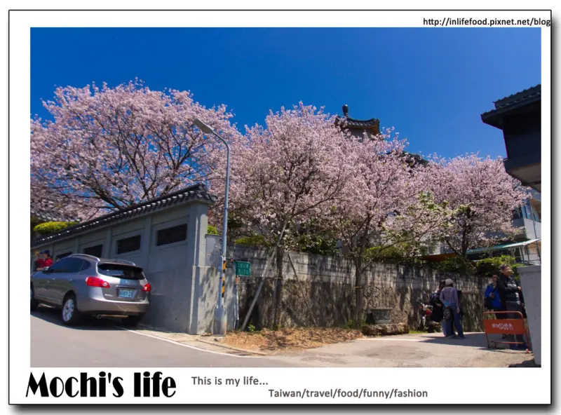 陽明山櫻花季▌「東方寺」：除了是賞櫻花秘境外，還有免費紫藤花可欣賞~(2015/03/30花況)陽明山蔡博士家及紫藤人家