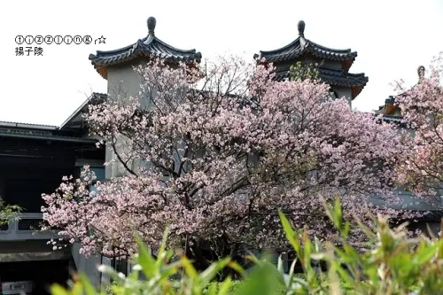 2020陽明山最後一場櫻花飄雪，東方寺，可惜最大值已過～
