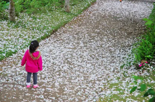 私藏 . 不藏私 ... * 嘉義 . 圓林仔油桐花
