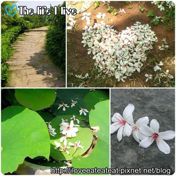 {遊記}{嘉義}圓仔林賞桐花~春暖花開，一「桐」去郊遊