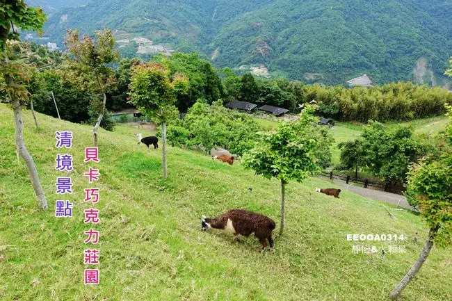 【南投清境景點】貝卡巧克力莊園 ♥ 清境農場秘境英式城堡 有可愛駱馬.草泥馬的巧克力莊園 一定要預約的私房景點 (貝卡巧克力莊園預約/注意事項)