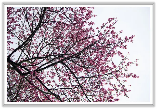 汐止百年山櫻王，秘境-人返腳