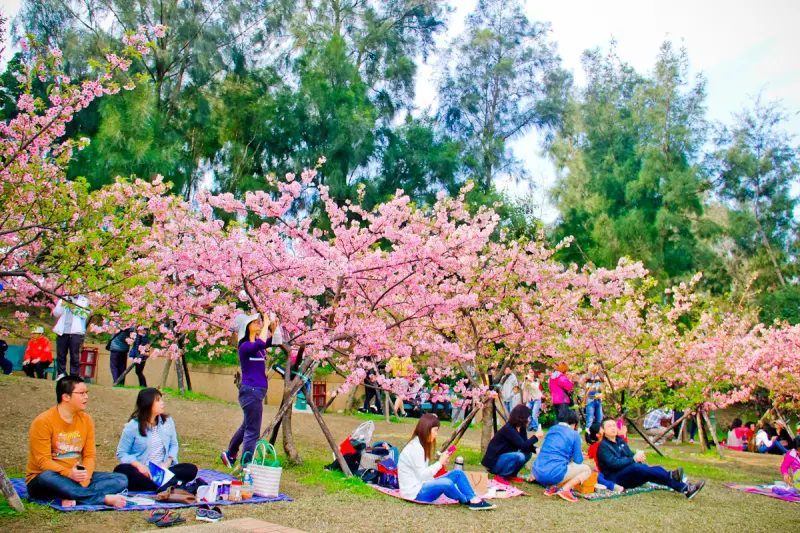 2016 新竹公園賞河津櫻,粉紅佳人彷彿置身日本,絕美佳境♥♥