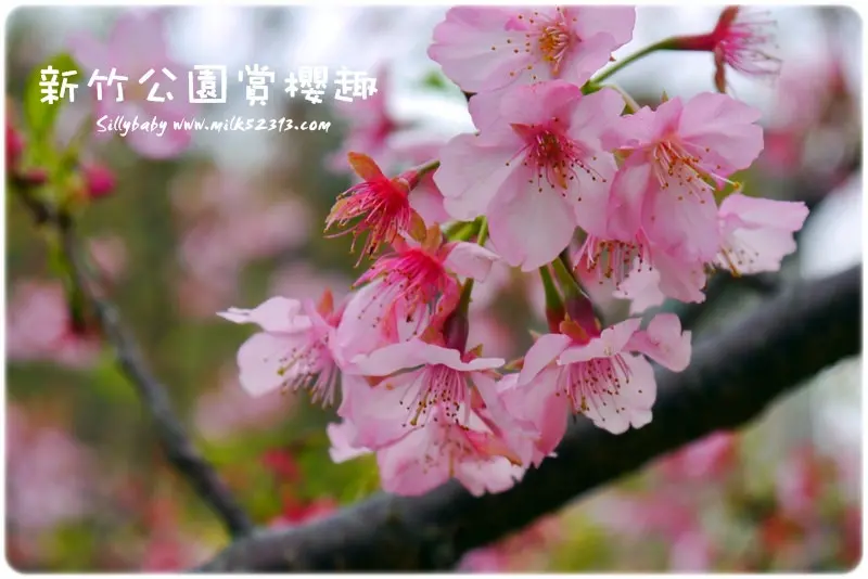 走春賞櫻趣│新竹公園♥不用遠赴山區!!市區也能賞櫻花～城市獵櫻趣*