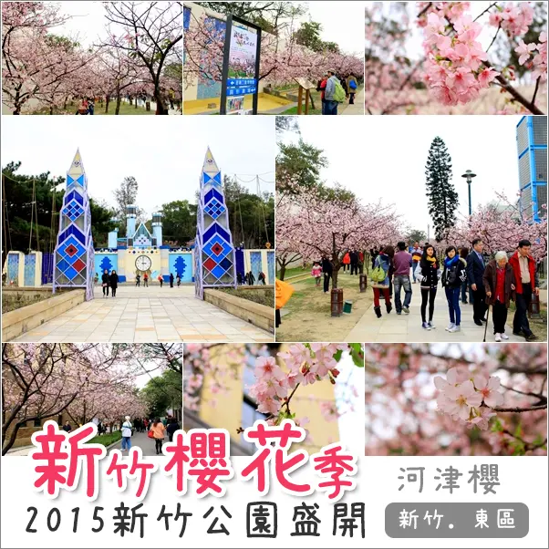 新竹｜2015新竹公園櫻花季．到玻璃工藝館/麗池公園/動物園賞日本河津櫻享豔