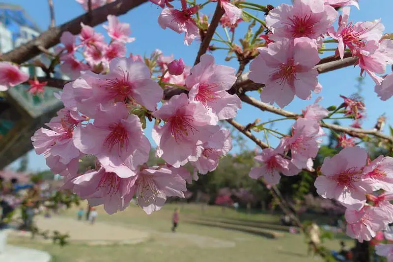 ((賞花日))新竹玻璃公園。粉紅色的世界，當個櫻花妹