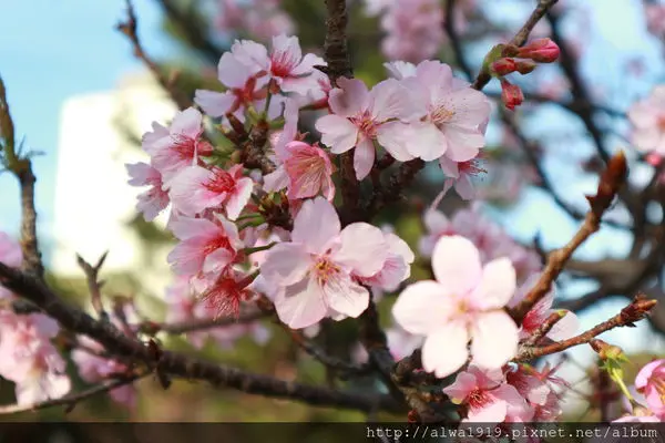 「2017新竹市賞花季」夢幻櫻花祭起跑！新竹公園野餐賞花趣，日本河津櫻花掀起粉紅早春序曲。新竹美食推薦+新竹一日遊建議