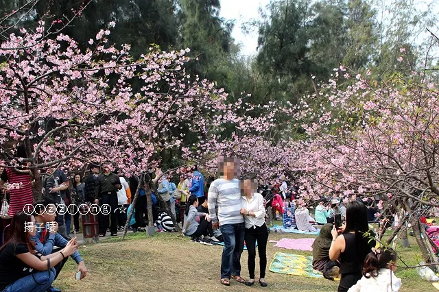 2017麗池公園&新竹公園&河津櫻花開&新竹曾家公園乾麵呷中晝～