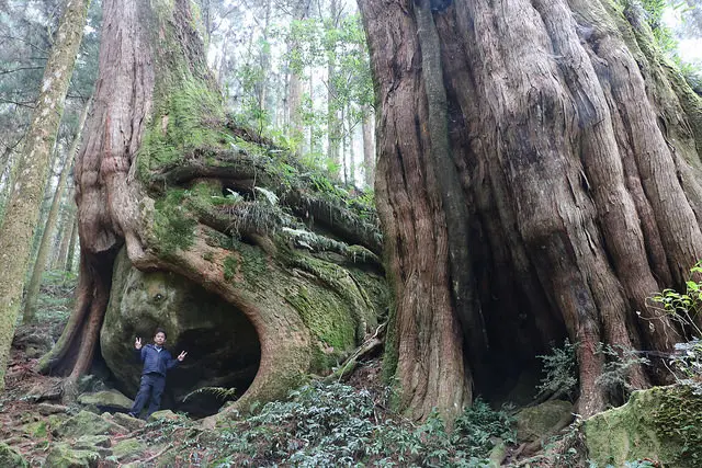 阿里山巨石神木秘境之旅 x 阿里山青年活動中心賞櫻