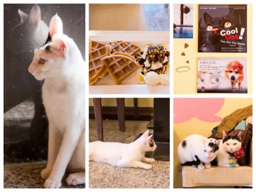 三重『野喵中途咖啡』