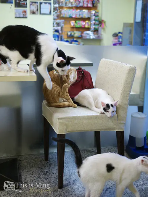 【新北三重│食記】野喵中途咖啡～看喵喵們飛簷走壁，小心不要被偷襲啦！