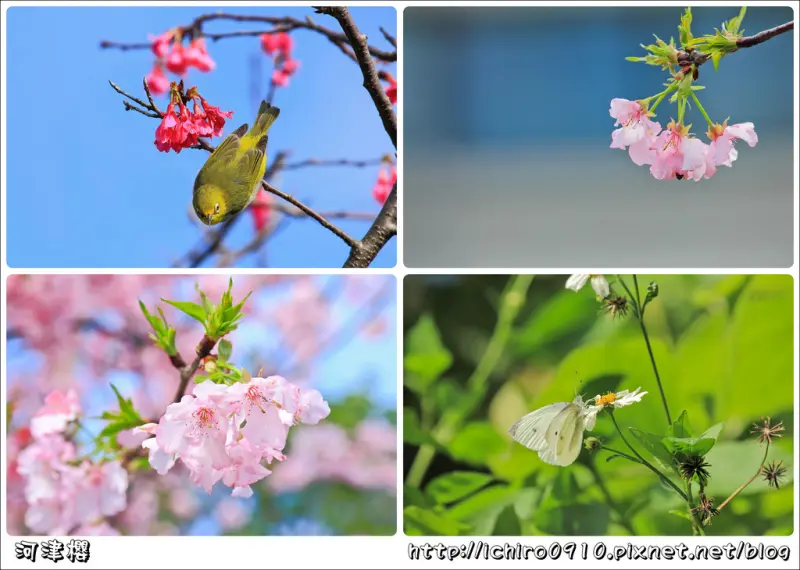 [賞花]【新店線公館站】自來水園區(博物館)。河津櫻綻放~公館商圈賞櫻