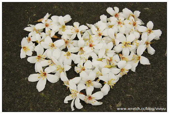 [旅遊．桃園]油桐花開不必去遠方~滿山頭如白雪覆蓋