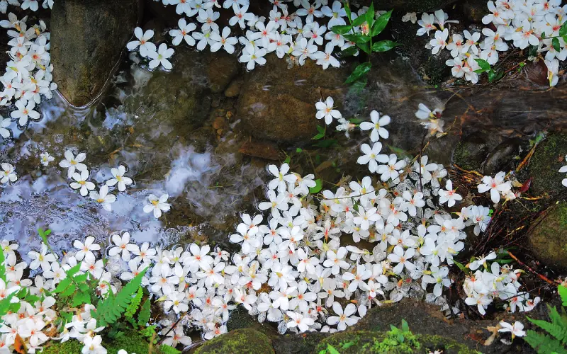 花 の 淚 * 桃園大溪 . 十一指古道油桐花