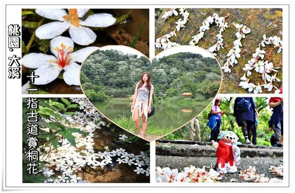 桃園大溪•遊記‖十一指古道賞桐花,來一場桐花浪漫邂逅,譜出一段回味無窮的賞桐旅程吧!(花況5/2)