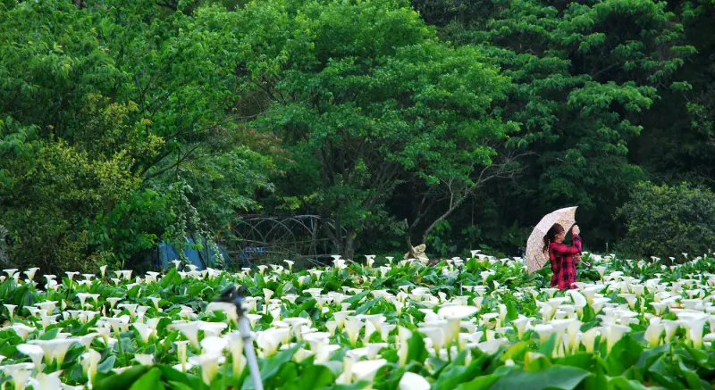 白色之戀 * 台北 . 竹子湖海芋季 ( 苗榜 )