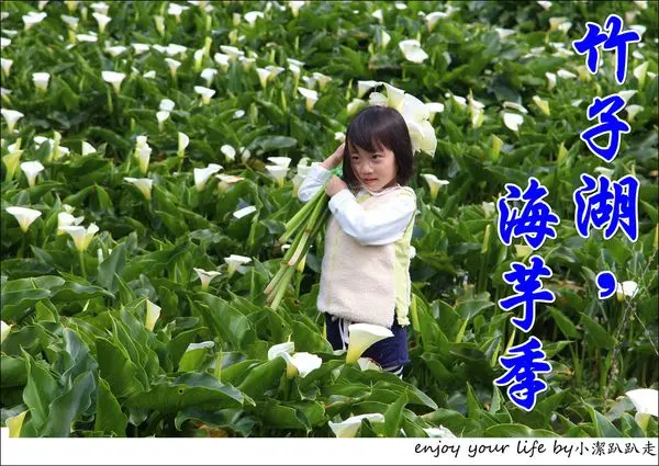 ▌遊記▌台北陽明山竹子湖海芋季，浪漫盛開迎客~交通資訊報你知/踏青野餐/苗榜餐廳/賞花/台北美食/一日遊/親子遊/台北旅遊景點