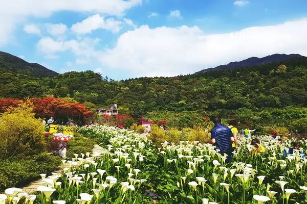 [台北] 2018竹子湖海芋季/苗榜花園餐廳海芋田,怎麼拍都有網美的感覺