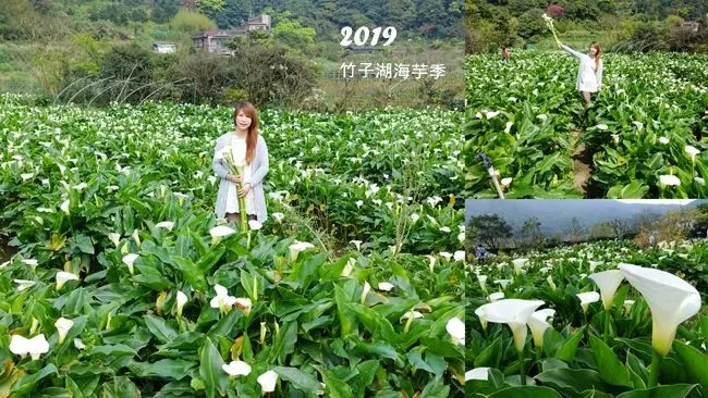 2019竹子湖海芋季 ▶ 數數海芋 ▶ 苗榜花園最新花況、交通管制、公車資訊及活動日期 數一朵海芋 許一個有你的願望!
