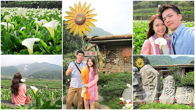 【陽明山】體驗採＂芋＂的樂趣－2013竹子湖海芋季