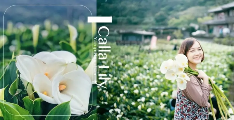 陽明山海芋季2020｜「芋望塵世」交通花期懶人包 | 秘密女孩 Viki