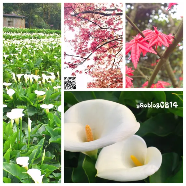 【台北北投│景點】陽明山竹子湖海芋季＊尋找雲霧飄渺中的白色精靈