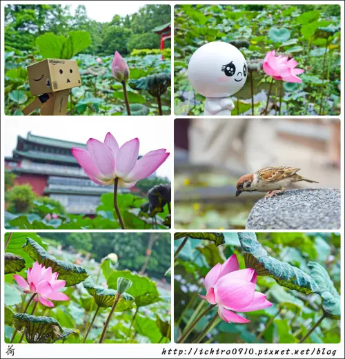 [賞花]【小南門線小南門站】台北植物園。賞荷花首選景點