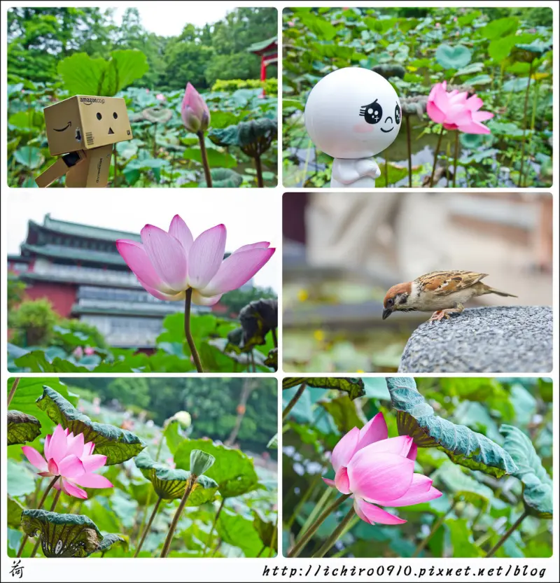 [賞花]【小南門線小南門站】台北植物園。賞荷花首選景點