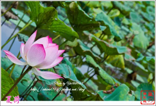 [賞花]【小南門線小南門站】台北植物園。夏荷綻放