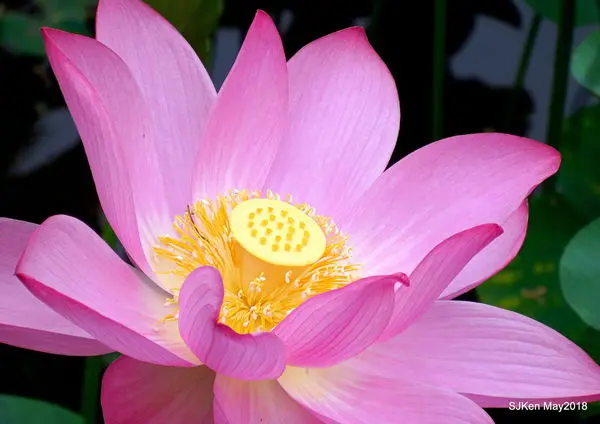 「台北植物園」--- 荷花盛放清媚各綻，盛夏賞花神清氣爽! 