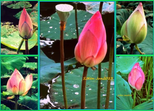 台北植物園2013 仲夏賞荷趣(五之三)「荷花含苞待放篇」