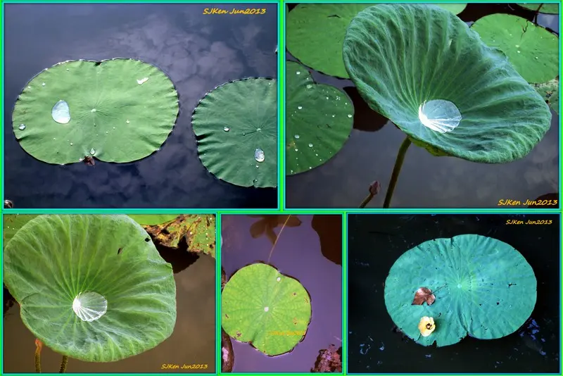 台北植物園2013 仲夏賞荷趣(五之五)「睡蓮與影像變化篇」