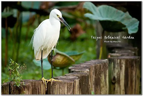 [台北]  植物園 - 遠離都市叢林。用攝影寫生