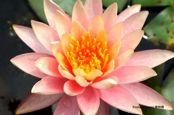 台北植物園 - 4月初春賞早荷. 浮萍之美              