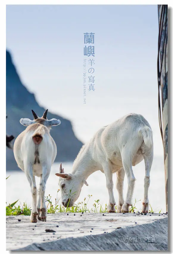 【蘭嶼】羊の寫真．另類島主，無所不在