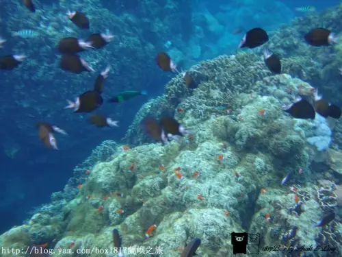 【跳島。蘭嶼】蘭嶼必玩水上活動。浮潛