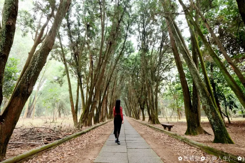 【南投。竹山鎮】這裡有著令人著迷的綠色肖楠隧道，『下坪熱帶植物園(台大實驗林管理處)』環境寧靜清幽，讓我們一起聽著大自然的樂章，身心靈徹底放鬆吧。