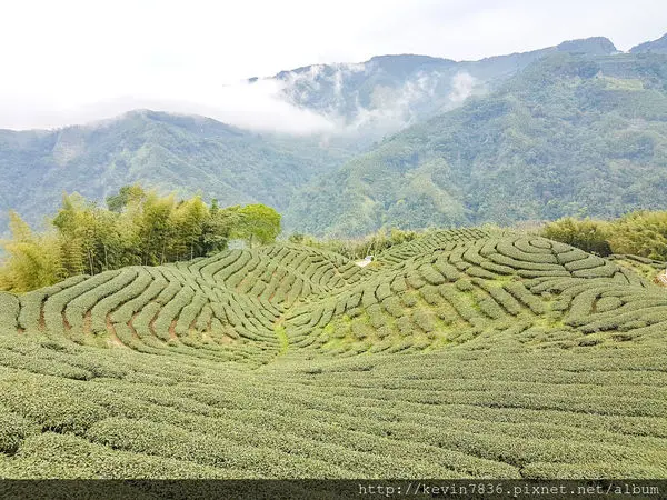 南投竹山<軟鞍八卦茶園>美麗景色讓人賞心悅目,南投半日遊好去處