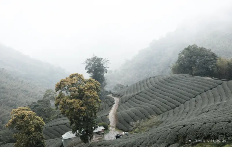 南投竹山軟鞍 - 八卦茶園 /哪裡人，你說呢 提供