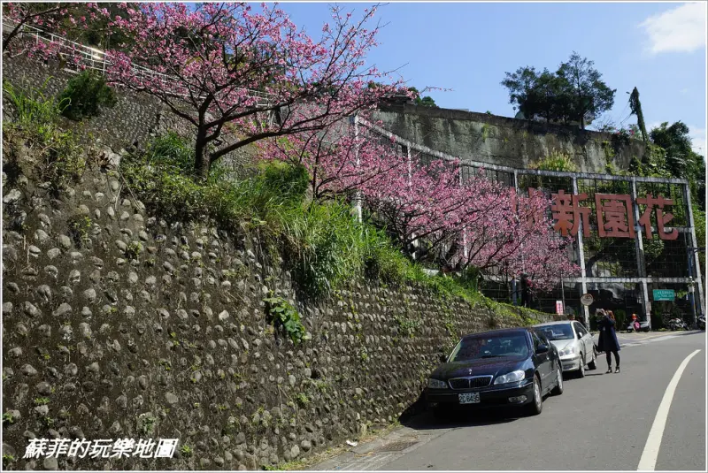 《新北賞櫻》新店花園新城粉色寒櫻正美  快來賞花吧! 