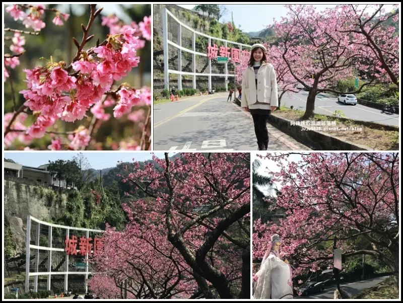 新店。花園新城｜櫻花街屈尺公園寒櫻綻放