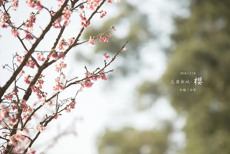 [拾影-新北]花園新城賞櫻花-新店賞櫻景點，賞完花還可以去泡溫泉！賞花時間：2016/02/08