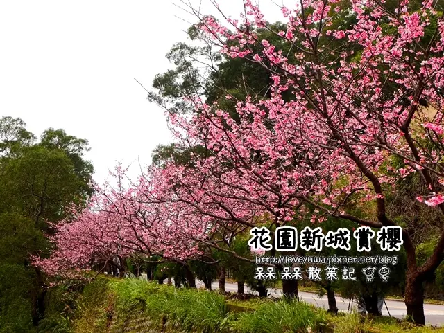 【新北◍•ᴗ•◍新店】景點・新店花園新城賞櫻｜花園新城寒櫻綻放!!(2/3花況)｜2016烏來櫻花季順遊景點行程｜2016台灣賞櫻｜台北賞櫻景點