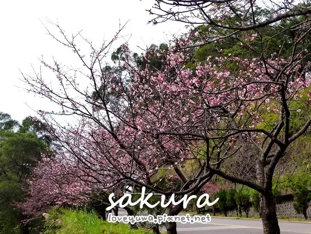 【新北◍•ᴗ•◍新店】景點・新店花園新城寒櫻開花(2/7花況)｜2017年烏來櫻花季順遊景點｜新店花園新城櫻花花況｜2017新北市櫻花季