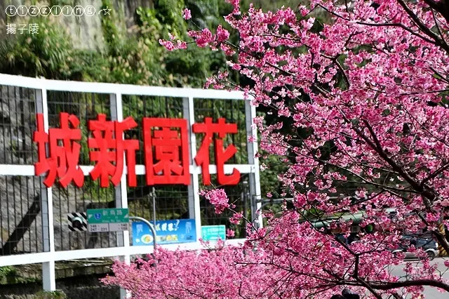 2018新店花園新城櫻花開&屈尺公園櫻花開～