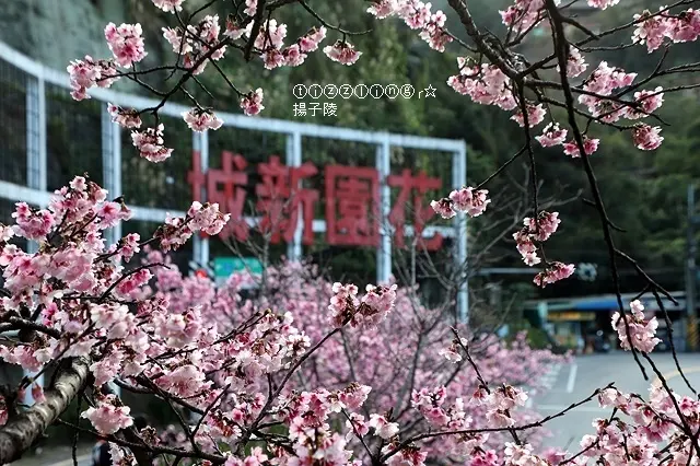 2021新北新店，花園新城櫻花開｜2018新北新店，花園新城櫻花開｜新北新店，櫻花公園櫻花開～